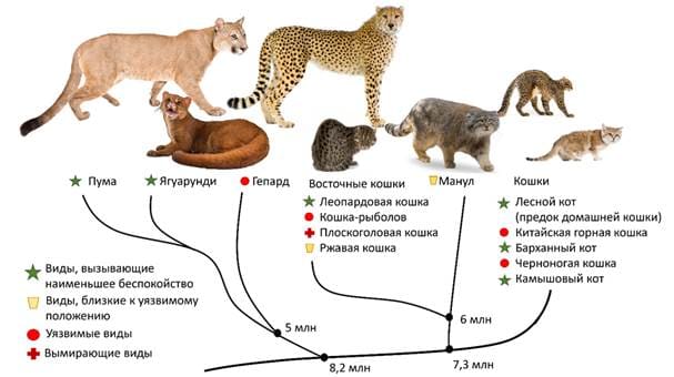 Фрагмент эволюционного древа семейства кошачьих