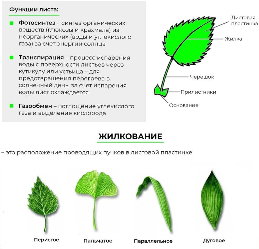 Чем отличается лист от других растений. Строение черешка листа. Функции листа растения. Лист и его функции в растениях. Функции жилок листа.