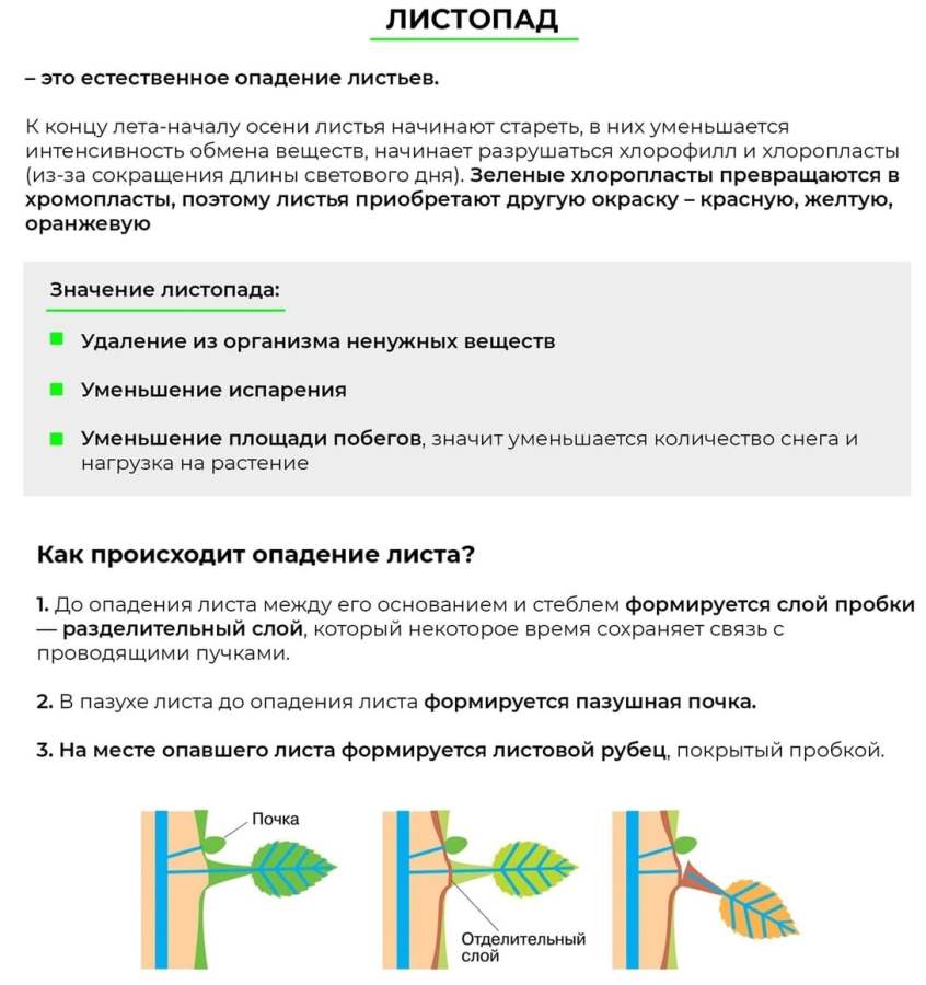 Строение органов растений для ОГЭ/ЕГЭ по биологии