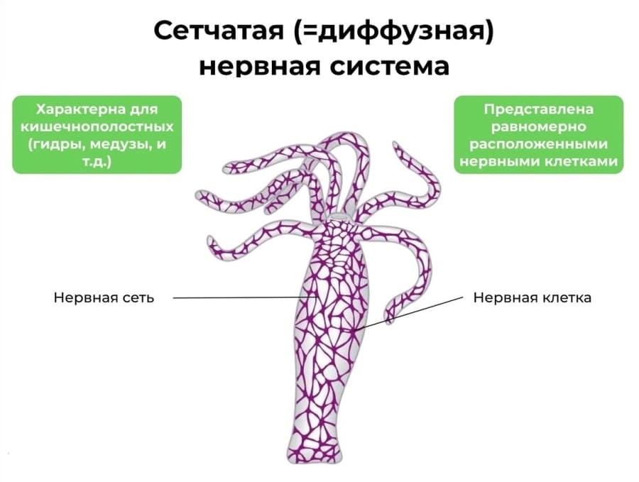 Типы нервных систем животных для ЕГЭ