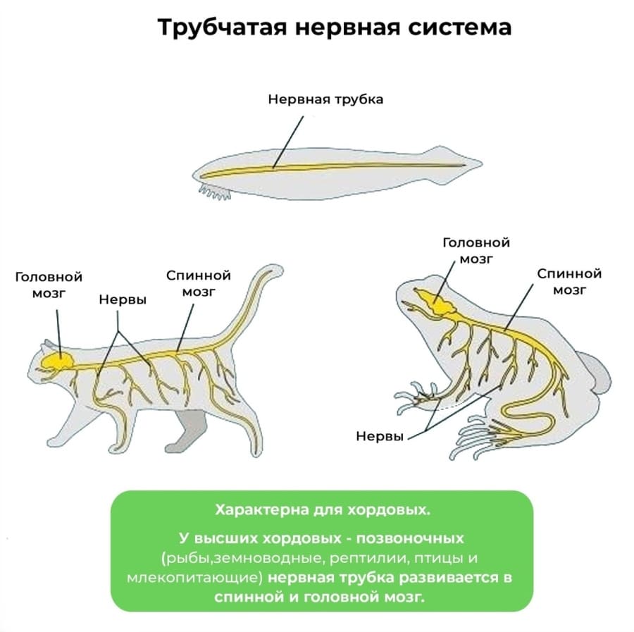 Типы нервных систем животных для ЕГЭ