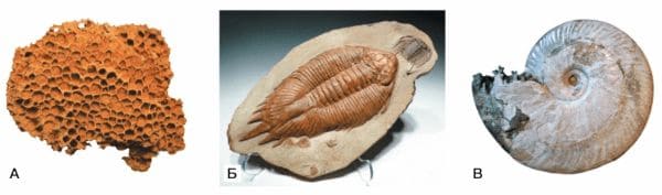 ГДЗ ответы по Географии, 6 класс, учебник Летягина, 2 часть ГДЗ ответы по Географии, 6 класс, учебник Летягина, 2 часть