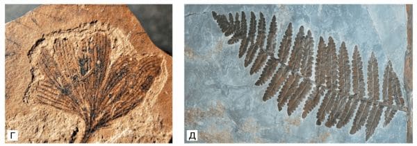 ГДЗ ответы по Географии, 6 класс, учебник Летягина, 2 часть ГДЗ ответы по Географии, 6 класс, учебник Летягина, 2 часть