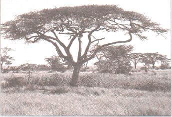 ГДЗ ответы по Географии, 6 класс, учебник Летягина, 2 часть ГДЗ ответы по Географии, 6 класс, учебник Летягина, 2 часть