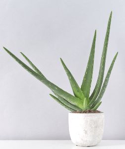 ГДЗ ответы по Географии, 6 класс, учебник Летягина, 2 часть ГДЗ ответы по Географии, 6 класс, учебник Летягина, 2 часть