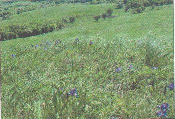 ГДЗ ответы по Географии, 6 класс, учебник Летягина, 2 часть ГДЗ ответы по Географии, 6 класс, учебник Летягина, 2 часть