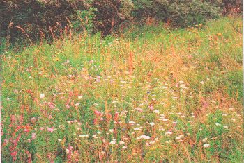 ГДЗ ответы по Географии, 6 класс, учебник Летягина, 2 часть ГДЗ ответы по Географии, 6 класс, учебник Летягина, 2 часть