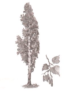 ГДЗ ответы по Географии, 6 класс, учебник Летягина, 2 часть ГДЗ ответы по Географии, 6 класс, учебник Летягина, 2 часть