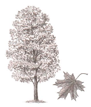 ГДЗ ответы по Географии, 6 класс, учебник Летягина, 2 часть ГДЗ ответы по Географии, 6 класс, учебник Летягина, 2 часть