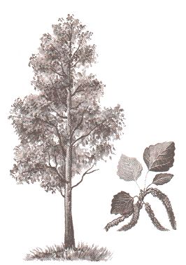 ГДЗ ответы по Географии, 6 класс, учебник Летягина, 2 часть ГДЗ ответы по Географии, 6 класс, учебник Летягина, 2 часть