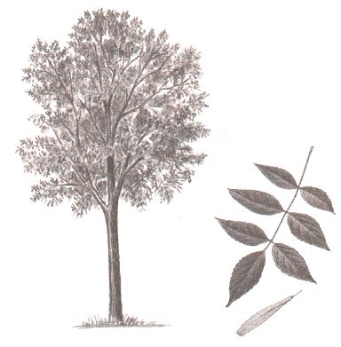 ГДЗ ответы по Географии, 6 класс, учебник Летягина, 2 часть ГДЗ ответы по Географии, 6 класс, учебник Летягина, 2 часть