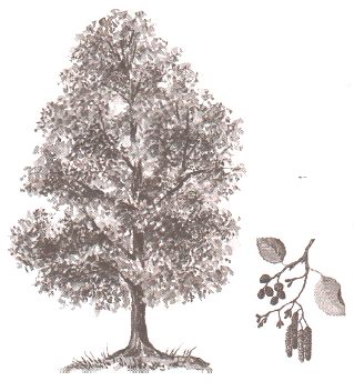 ГДЗ ответы по Географии, 6 класс, учебник Летягина, 2 часть ГДЗ ответы по Географии, 6 класс, учебник Летягина, 2 часть