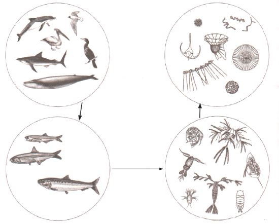 ГДЗ ответы по Географии, 6 класс, учебник Летягина, 2 часть ГДЗ ответы по Географии, 6 класс, учебник Летягина, 2 часть