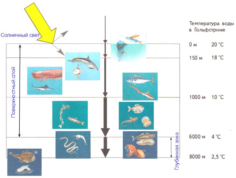 ГДЗ ответы по Географии, 6 класс, учебник Летягина, 2 часть ГДЗ ответы по Географии, 6 класс, учебник Летягина, 2 часть