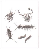 ГДЗ ответы по Географии, 6 класс, учебник Летягина, 2 часть ГДЗ ответы по Географии, 6 класс, учебник Летягина, 2 часть