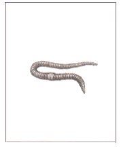 ГДЗ ответы по Географии, 6 класс, учебник Летягина, 2 часть ГДЗ ответы по Географии, 6 класс, учебник Летягина, 2 часть