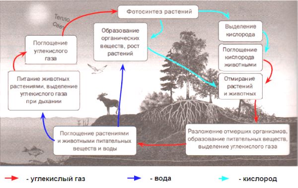 ГДЗ ответы по Географии, 6 класс, учебник Летягина, 2 часть ГДЗ ответы по Географии, 6 класс, учебник Летягина, 2 часть