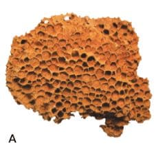 ГДЗ ответы по Географии, 6 класс, учебник Летягина ГДЗ ответы по Географии, 6 класс, учебник Летягина