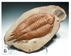 ГДЗ ответы по Географии, 6 класс, учебник Летягина ГДЗ ответы по Географии, 6 класс, учебник Летягина