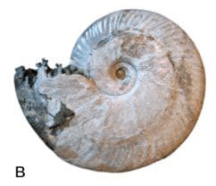 ГДЗ ответы по Географии, 6 класс, учебник Летягина ГДЗ ответы по Географии, 6 класс, учебник Летягина