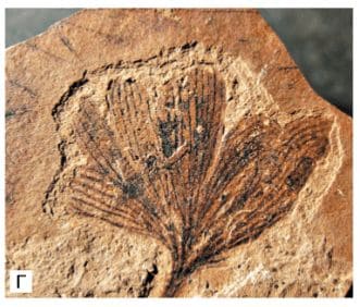 ГДЗ ответы по Географии, 6 класс, учебник Летягина ГДЗ ответы по Географии, 6 класс, учебник Летягина