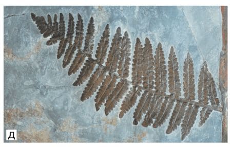 ГДЗ ответы по Географии, 6 класс, учебник Летягина ГДЗ ответы по Географии, 6 класс, учебник Летягина