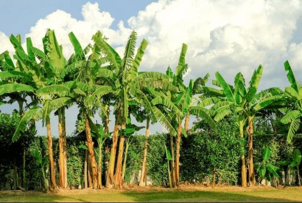 ГДЗ ответы по Географии, 6 класс, учебник Летягина ГДЗ ответы по Географии, 6 класс, учебник Летягина