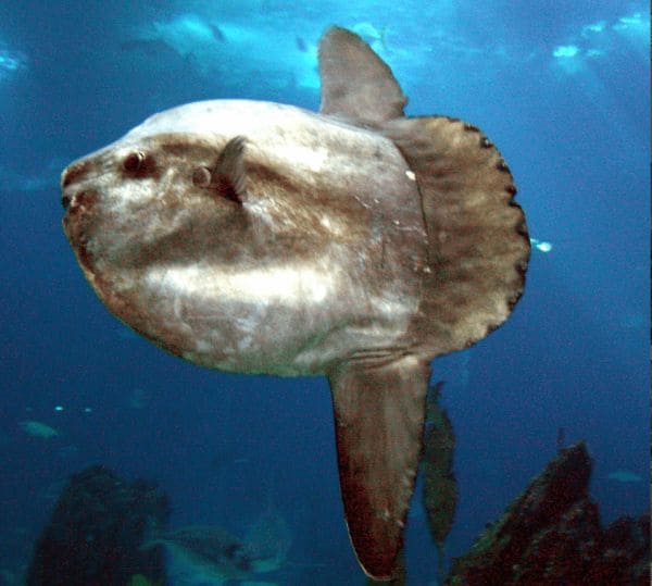 ГДЗ ответы по Географии, 6 класс, учебник Летягина ГДЗ ответы по Географии, 6 класс, учебник Летягина