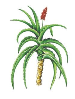 ГДЗ ответы по Географии, 6 класс, учебник Летягина ГДЗ ответы по Географии, 6 класс, учебник Летягина