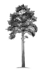 ГДЗ ответы по Географии, 6 класс, учебник Летягина ГДЗ ответы по Географии, 6 класс, учебник Летягина