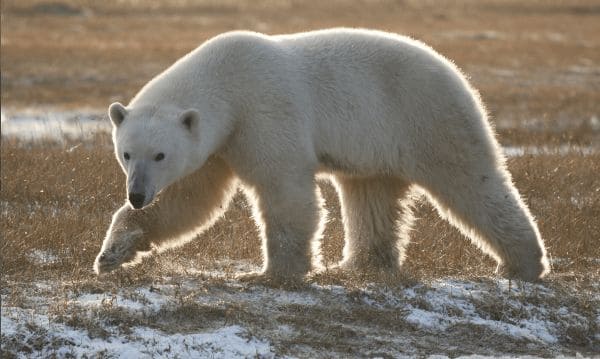 ГДЗ ответы по Географии, 6 класс, учебник Летягина ГДЗ ответы по Географии, 6 класс, учебник Летягина