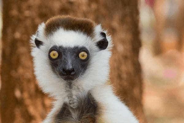 ГДЗ ответы по Географии, 6 класс, учебник Летягина ГДЗ ответы по Географии, 6 класс, учебник Летягина