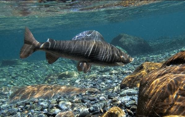 ГДЗ ответы по Географии, 6 класс, учебник Летягина ГДЗ ответы по Географии, 6 класс, учебник Летягина