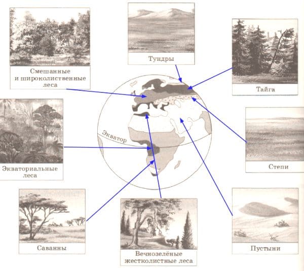 Закономерности распространения живых организмов на земле 6 класс география презентация климанова