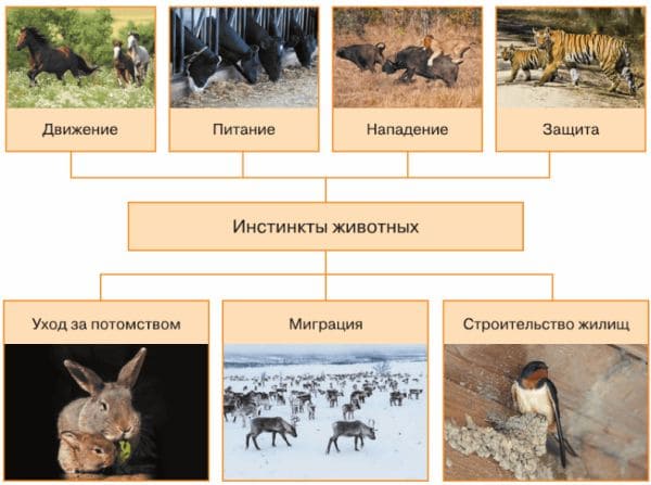 ГДЗ по учебнику Обществознание за 6 класс Боголюбов, Рутковская