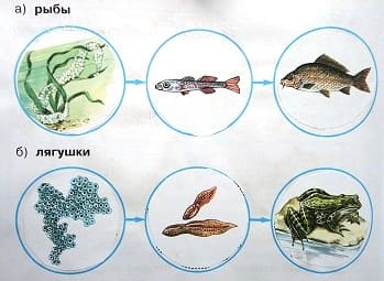 Модели развития рыбы, лягушки