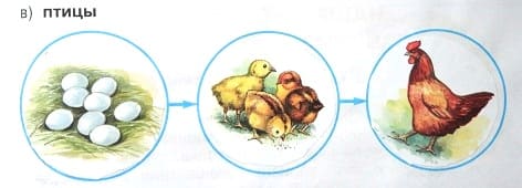 Модель развития птицы